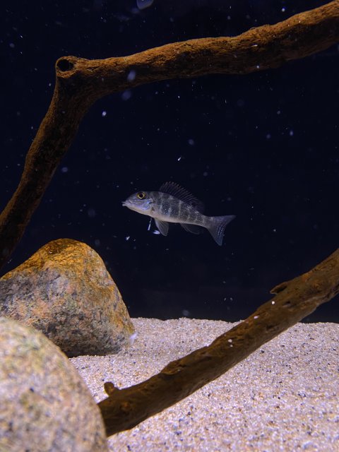 35E4912D-BDDC-414E-83E1-DD22F974F739.jpeg 35E4912D-BDDC-414E-83E1-DD22F974F739.jpeg