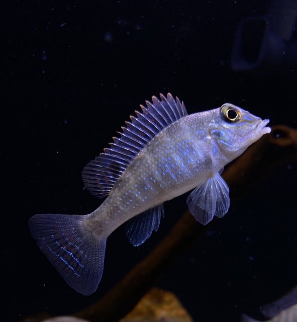 46D3D159-0D18-4E78-85AB-A9CBE5B2C641.jpeg 46D3D159-0D18-4E78-85AB-A9CBE5B2C641.jpeg