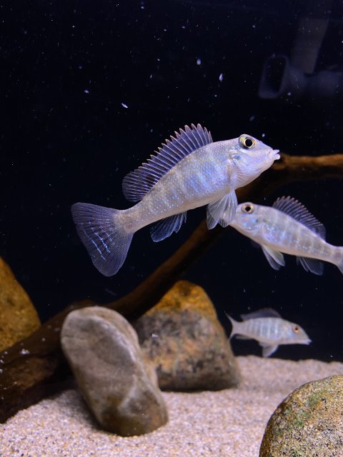 94D25E08-18F5-4A61-AB91-7461BE401B05.jpeg 94D25E08-18F5-4A61-AB91-7461BE401B05.jpeg