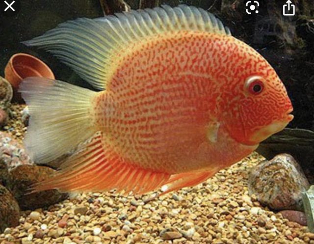 38746FE9-8989-429E-BDA5-209FD0F8A89E.jpeg 38746FE9-8989-429E-BDA5-209FD0F8A89E.jpeg