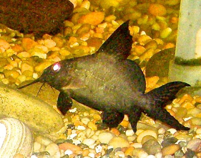 S. Batensoda 2.JPG
