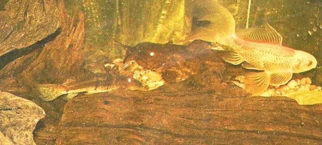2- P.Monkei.JPG 2- P.Monkei.JPG