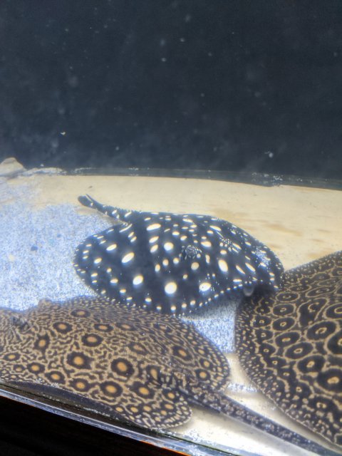 IMG_20200111_204931.jpg IMG_20200111_204931.jpg