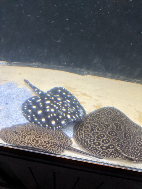 IMG_20200111_204925.jpg IMG_20200111_204925.jpg