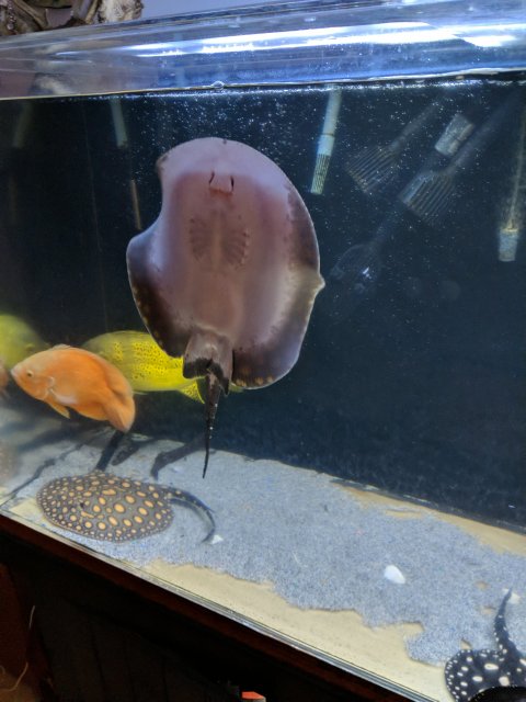 IMG_20200111_211954_01.jpg IMG_20200111_211954_01.jpg