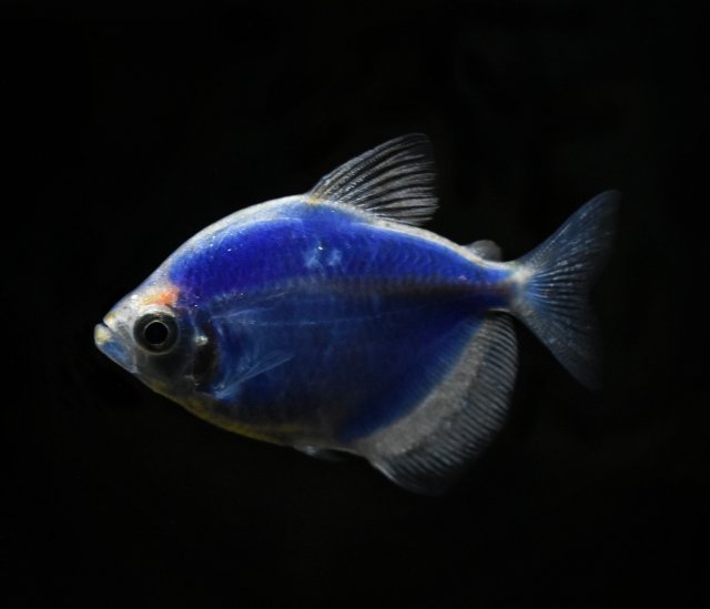 177B89BD-AEC2-40B4-A925-F21E2C313B75.jpeg 177B89BD-AEC2-40B4-A925-F21E2C313B75.jpeg