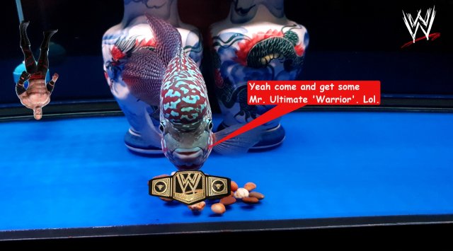Drakaris WWF Champ m.jpg