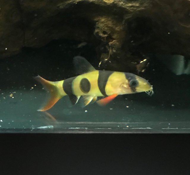 oddball cl.jpg oddball cl.jpg