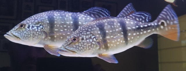 bass2.jpg