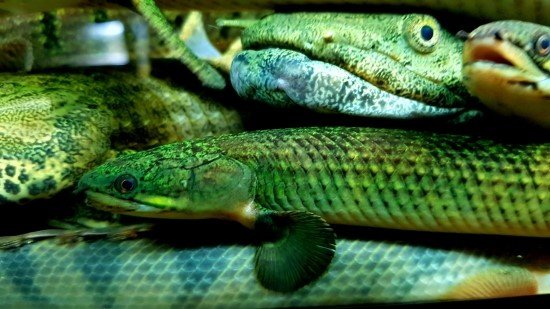 Polypterus mokelembembe – Tag my Fish