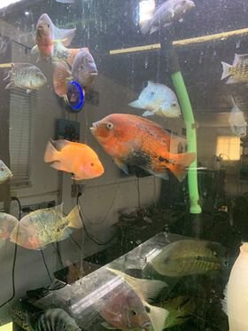 fishroom1.jpg