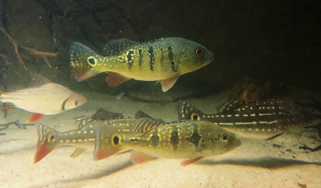 5FE76117-B81B-4B90-A2A4-62F81E53E41B.jpeg 5FE76117-B81B-4B90-A2A4-62F81E53E41B.jpeg