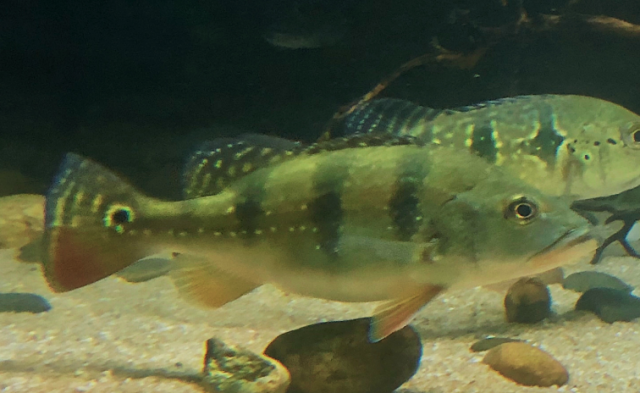 Screen Shot 2020-01-14 at 10.02.32 PM.png Screen Shot 2020-01-14 at 10.02.32 PM.png