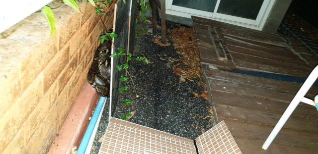 Huge Python 2 m.jpg Huge Python 2 m.jpg
