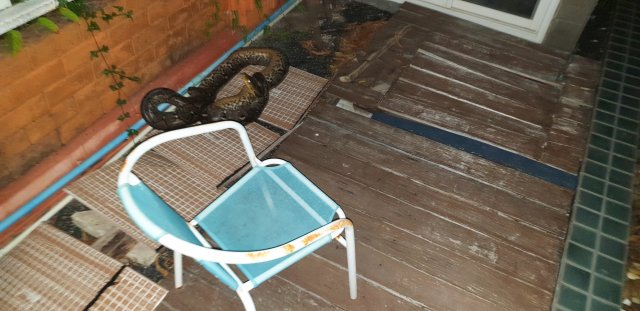 Huge Python 3 m.jpg Huge Python 3 m.jpg