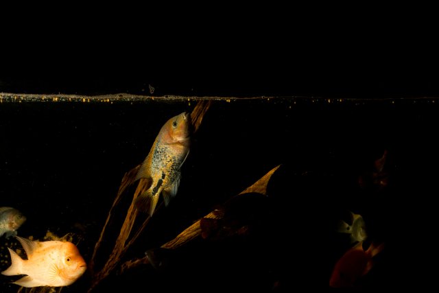 DSC01834_1.jpg