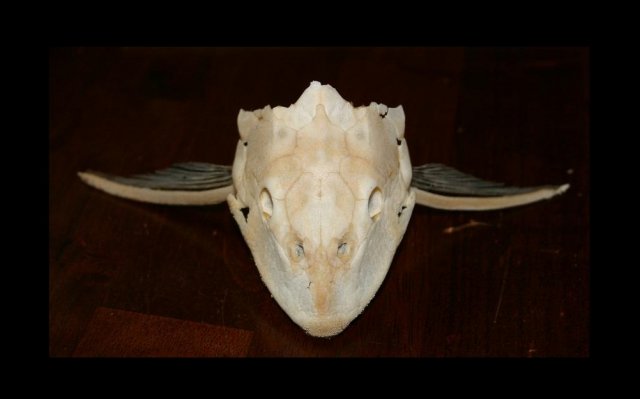 pleco-skull.jpg