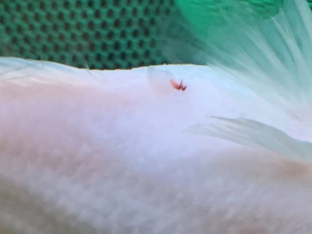 C21B21FD-089D-4751-AB10-D07E812A84F9.jpeg C21B21FD-089D-4751-AB10-D07E812A84F9.jpeg