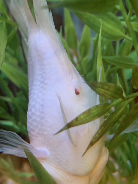 1C687C65-1B21-4C11-8C9A-78484C8F628E.jpeg 1C687C65-1B21-4C11-8C9A-78484C8F628E.jpeg