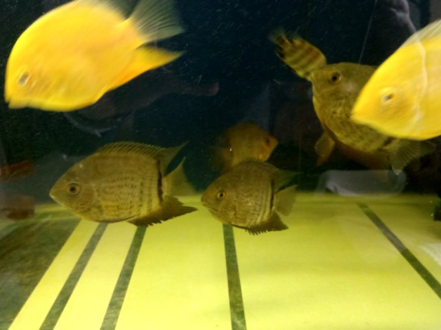 severum.jpg