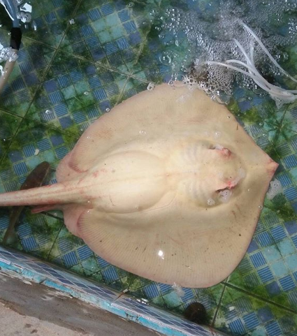 Albino Mekong Stingray 1.png