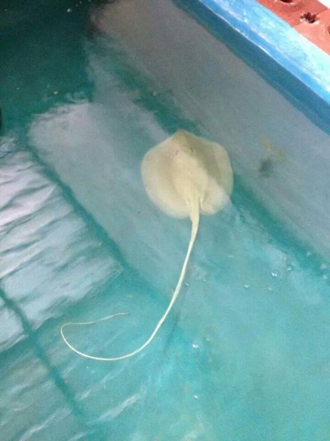 Albino Mekong Stingray 2.jpg