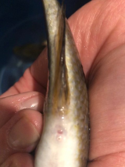 4F40DF26-08AF-4D6D-A5FE-0125508955F1.jpeg 4F40DF26-08AF-4D6D-A5FE-0125508955F1.jpeg