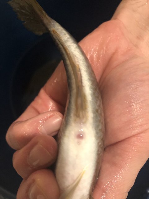 1223C499-F9D4-4FA8-93EF-5694AF419C0D.jpeg 1223C499-F9D4-4FA8-93EF-5694AF419C0D.jpeg