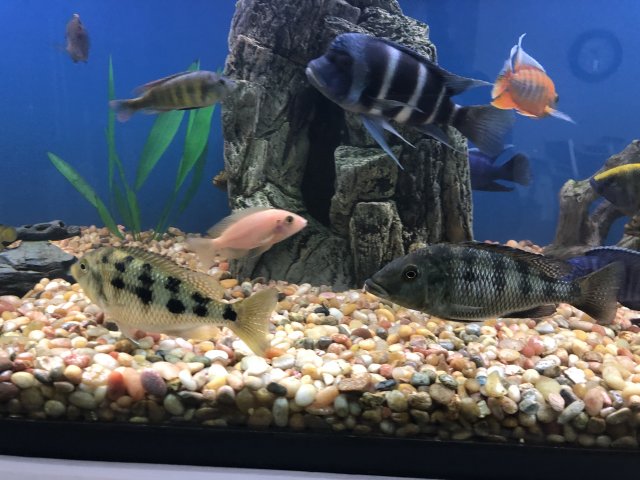 E34DBD65-CF9B-4428-B770-CAFC63EF6B92.jpeg E34DBD65-CF9B-4428-B770-CAFC63EF6B92.jpeg