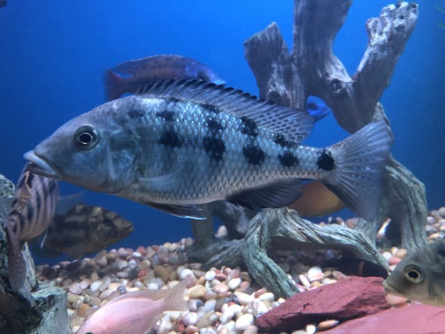 00F412C3-02CA-416B-91EB-D6D6850B57B7.jpeg 00F412C3-02CA-416B-91EB-D6D6850B57B7.jpeg