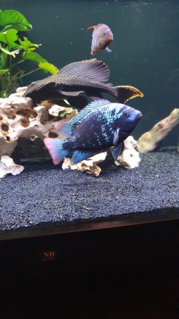 20200117_201046.jpg 20200117_201046.jpg