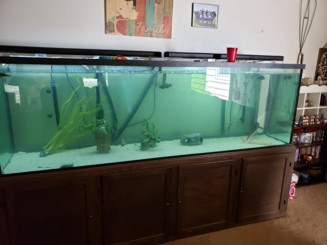For Sale 300 Gallon Glass Aquarium 96 x24 x30 Stand MonsterFishKeepers
