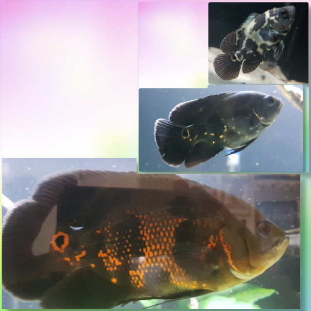 MyCollage_2020130134210455.png
