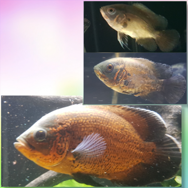 MyCollage_2020130133750519.png