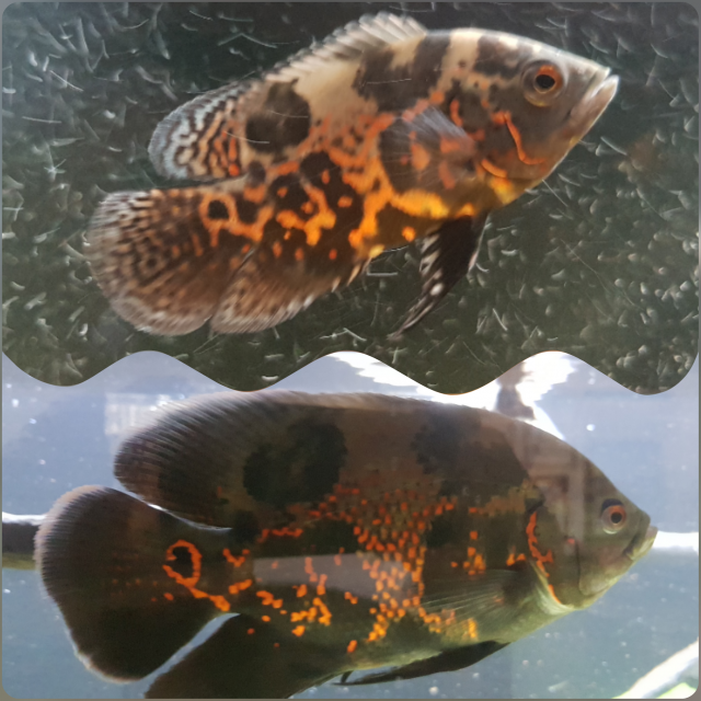MyCollage_2020130134636868.png
