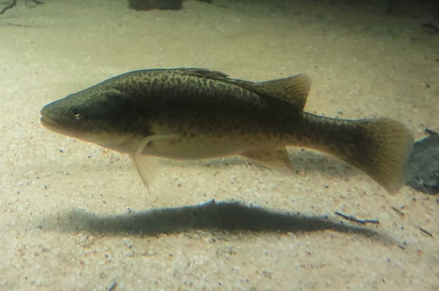 Screen Shot 2020-01-21 at 5.47.26 PM.png