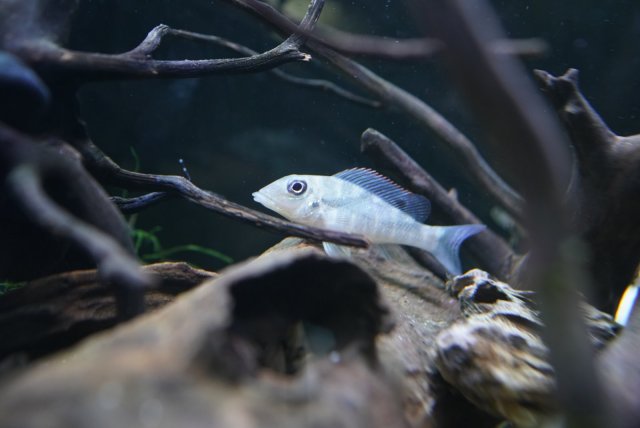 1FAB3F9D-B53B-4624-BF27-8304EDCE83CF.jpg 1FAB3F9D-B53B-4624-BF27-8304EDCE83CF.jpg