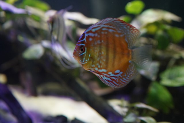 1421AEA2-62E1-40CE-9EA2-1258DE1E8712.jpg 1421AEA2-62E1-40CE-9EA2-1258DE1E8712.jpg