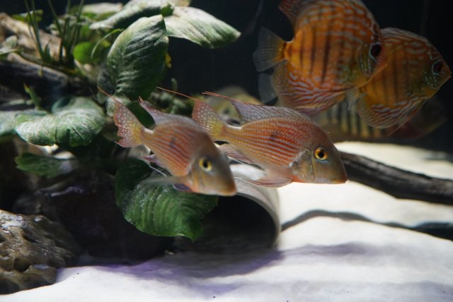 1829E43E-AD95-4082-88A0-95DCB00244B7.jpg 1829E43E-AD95-4082-88A0-95DCB00244B7.jpg