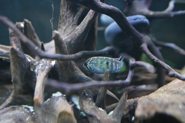 A86C29E8-D46E-4EEB-BA27-797D62E39453.jpg A86C29E8-D46E-4EEB-BA27-797D62E39453.jpg