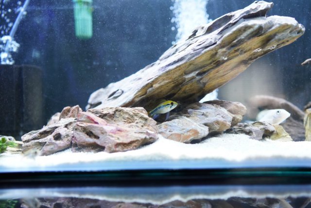 E5A51A63-4A11-4D48-93D9-39162B073817.jpg E5A51A63-4A11-4D48-93D9-39162B073817.jpg