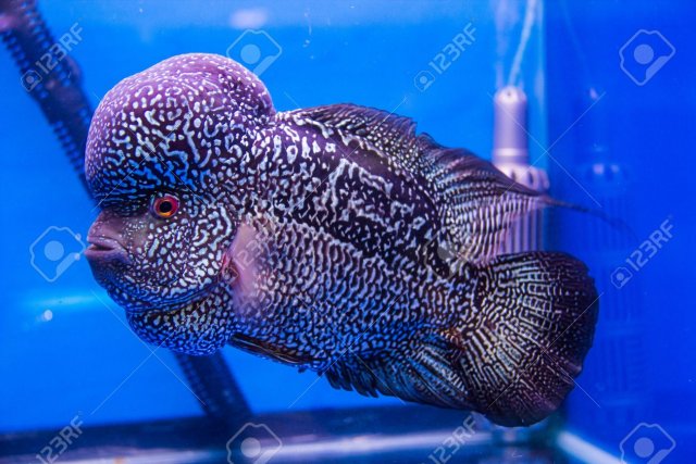 27299426-flowerhorn-cichlid-fish-in-the-aquarium.jpg