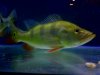 Peacock Bass.jpg