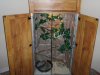 snakes in new cage 031.jpg