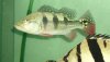 peacockbass crossed.jpg