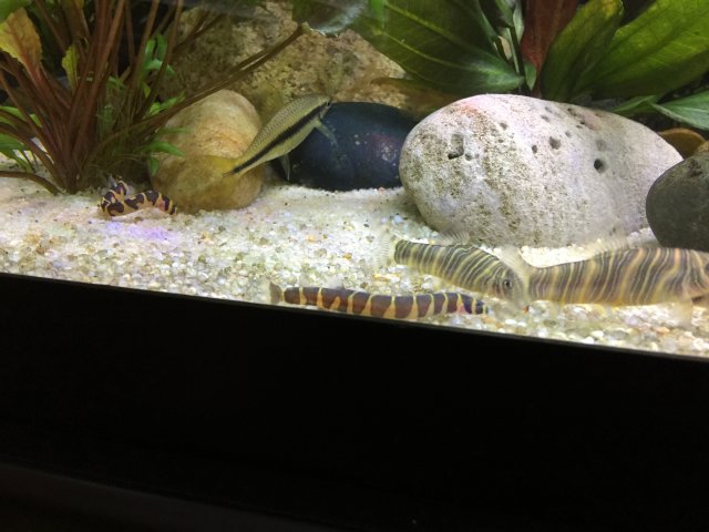 IMG_4145.JPG IMG_4145.JPG