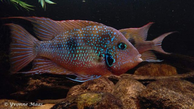 1581466940859.jpeg 1581466940859.jpeg