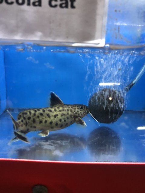 What type of Synodontis Catfish is this?