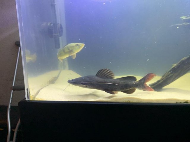 Asian red tail deals catfish care