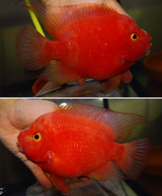 fwflowerhorn1581816220.jpg